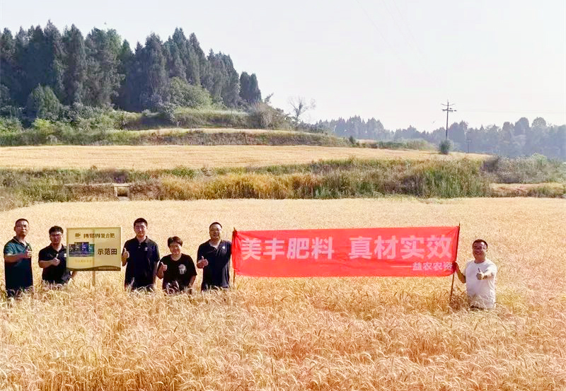 夏攻行動：美豐方案助力小麥增收