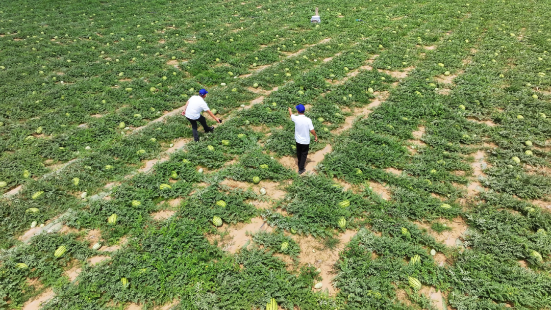 定邊田里藏不住的“豐景”